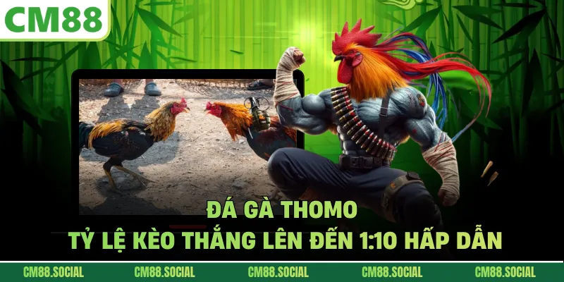 Đá Gà Thomo - Tỷ Lệ Kèo Thắng Lên Đến 1:10 Hấp Dẫn