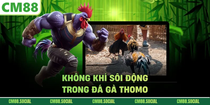 Không khí sôi động trong đá gà Thomo