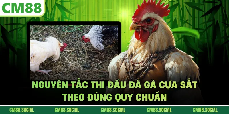 Nguyên tắc thi đấu đá gà cựa sắt theo đúng quy chuẩn