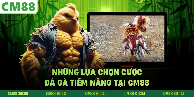 Những lựa chọn cược đá gà tiềm năng tại CM88